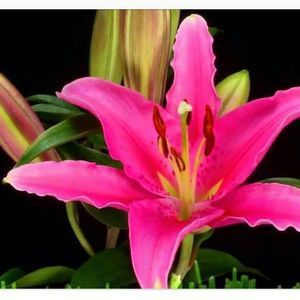 Meet your Posher, Kitty